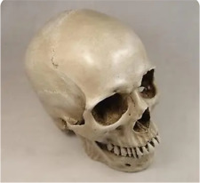 Human Skull Replica Resin