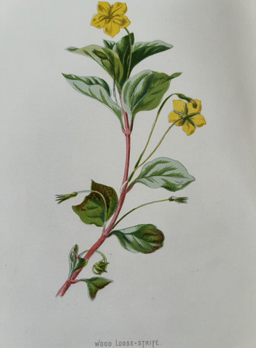 Antique print wood - print,