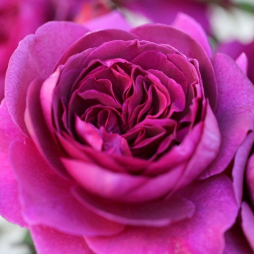 Whartons timeless purple - 'timeless, purple'