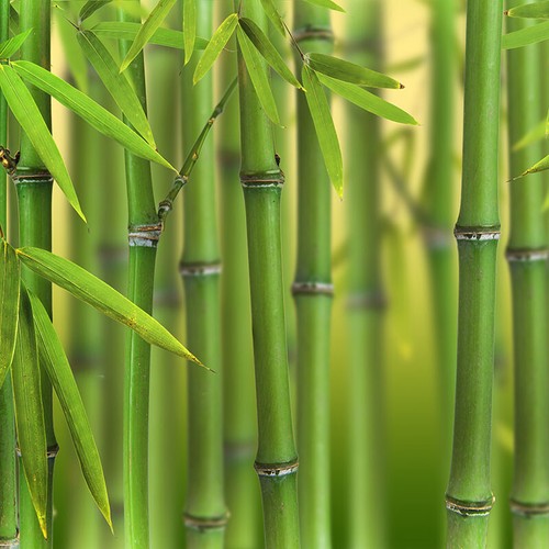 Bamboo plant green - bamboo,