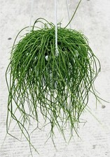 Rhipsalis Burchelli Plant |