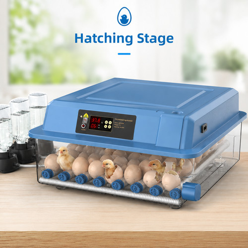 Automatic poultry egg - automatic,