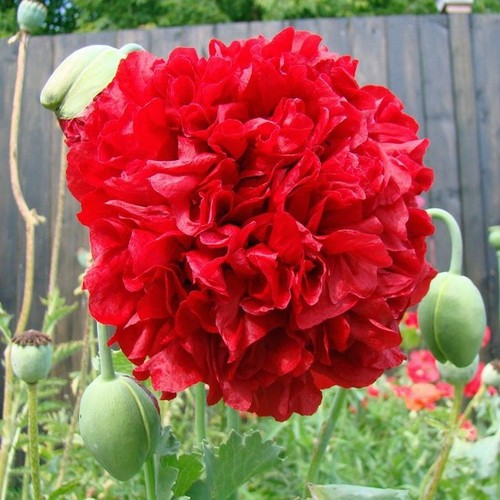 Bright red poppy - bright,