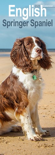 English springer spaniel - springer, slim