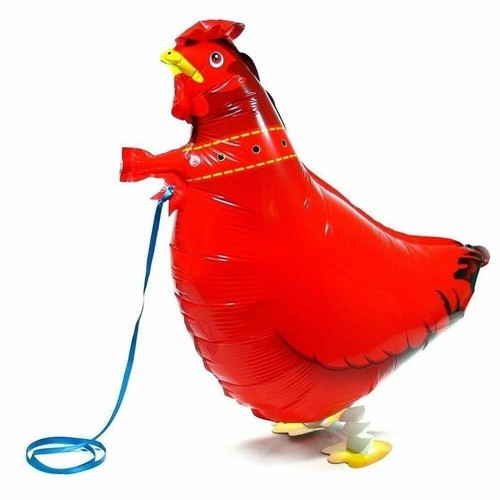 Red hen walking - hen,