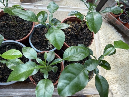 Kaffir lime plant - kaffir,
