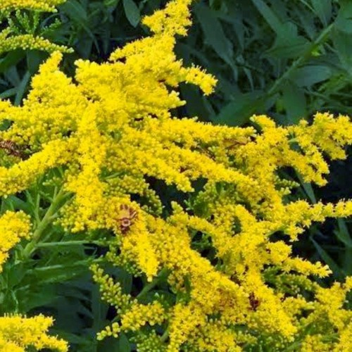 Solidago golden rod bare - golden,