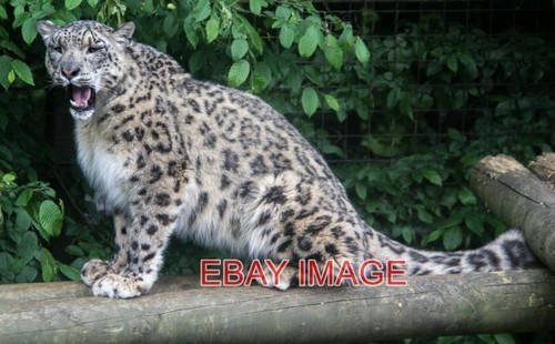 Photo snow leopard at - ,