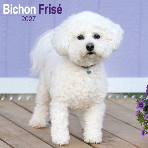 Bichon frisé calendar 2027 - frisé,