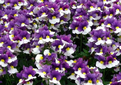 Scented nemesia plum and - nemesia,