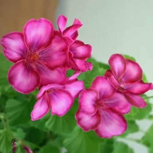 Lady bute regal pelargonium - regal,
