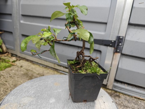Bonsai stater chaenomeles - bonsai,