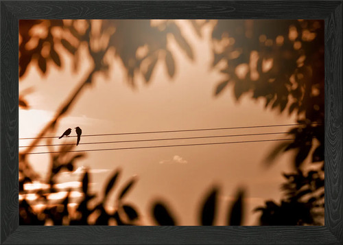 Birds wire silhouette - birds,