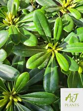 Pittosporum tobira Nanum - 3 , 5 or 7.5 Litre Pot - Potted Plant