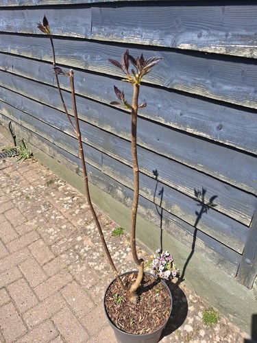 Rare 4ft multistem purple - rare,