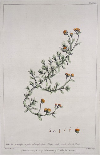 Antique botanical print - botanical,