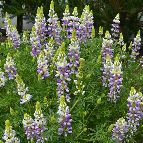 Blue evergreen shrub - x,