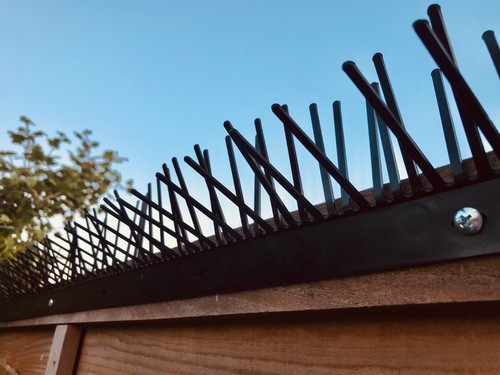 Fence spikes bird deterrent - bird,