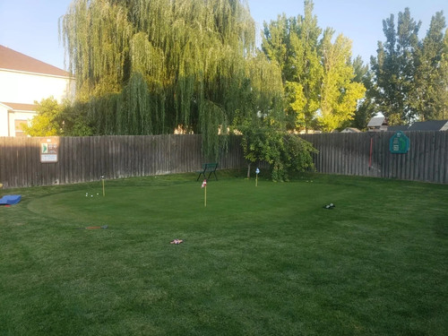 Creeping bent grass seed - grass,