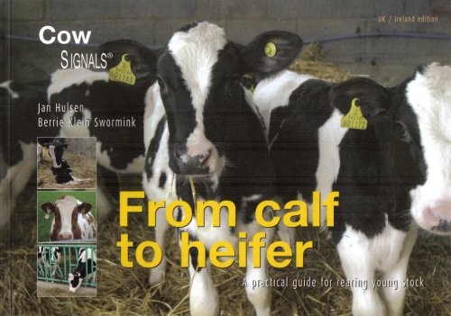 From calf heifer - to, a