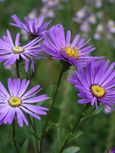Aster amellus italian - , amellus-
