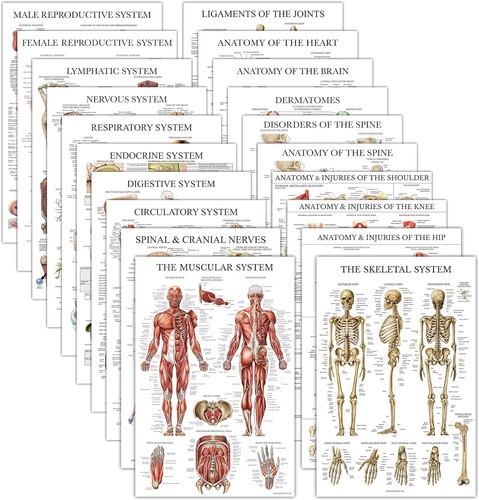Pack anatomical posters - 20,
