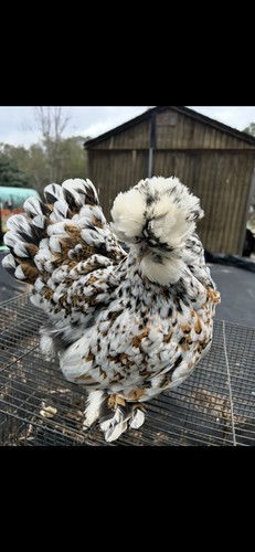 Mille fleur satin - 12+, hatching