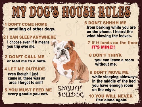 English bulldog dog house - bulldog, my