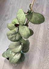 Hoya Latifolia Silver rooted