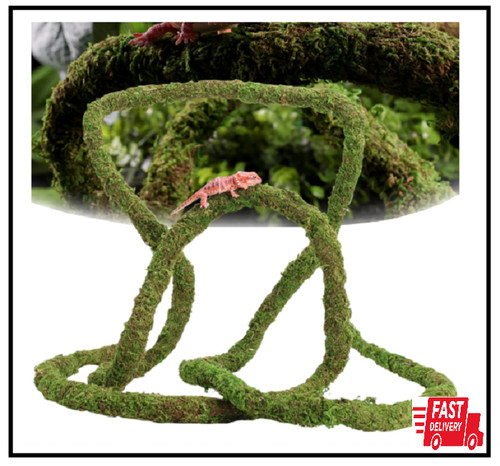 Moss vine for reptiles - moss,