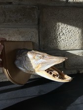 Taxidermy pike fish wooden - taxidermy,