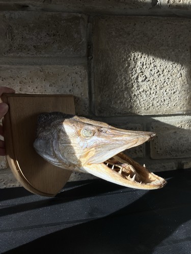 Taxidermy pike fish wooden - pike,