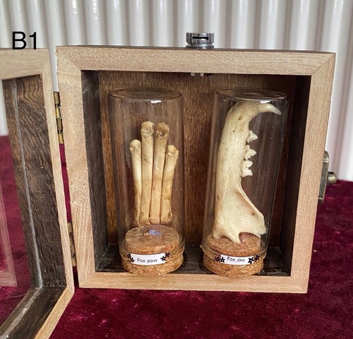 Fox paw and jaw taxidermy - jaw,