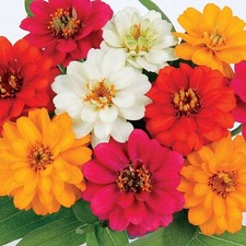 18 mini plugs Zinnia Profusion