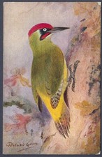 Green Woodpecker by Roland Green - R.S. Art Press bird postcard