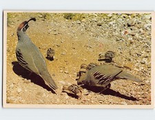 Postcard Arizonas Gambel Quail