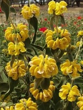 Phlomis fruticosa | Shrubby