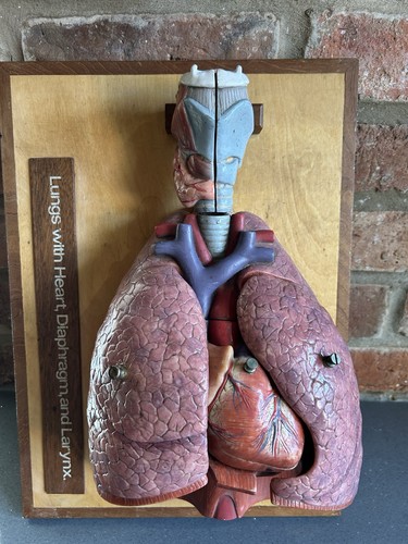 Vintage somso human heart - somso,