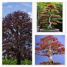 Purple Beech tree! Outdoor