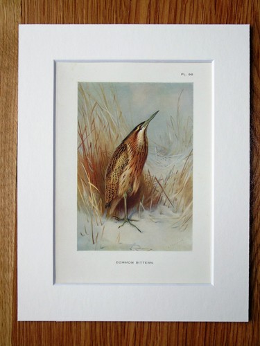 Archibald thorburn common - archibald,