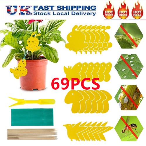 Flying flie traps bug sticky - flying,