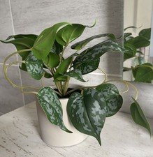 Artificial Trailing Plant & Concrete Pot