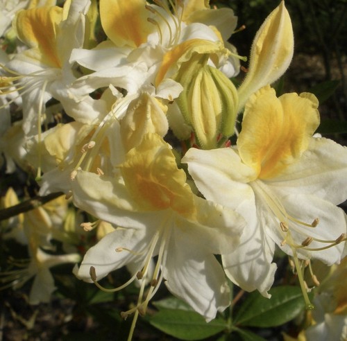 Northern lights azalea - hi,