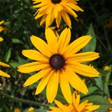 Rudbeckia Fulgida Goldstrum