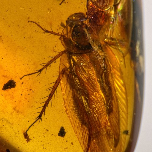 Cockroach burmese burmite - /,