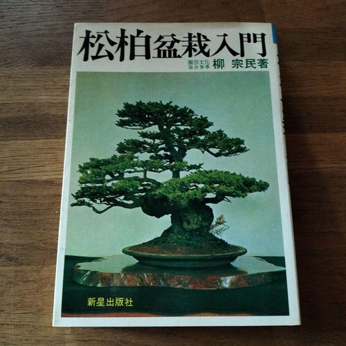 Rare pine oak bonsai
