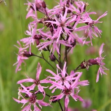 Wildflower ragged robin - ragged, 1x