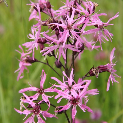 Wildflower ragged robin - wildflower, 1x