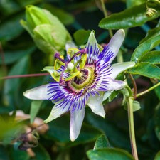 Climbing Plant, Passiflora