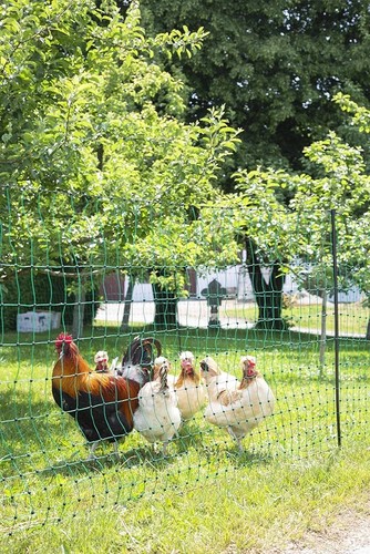 Kerbl poultry net single - net, prong